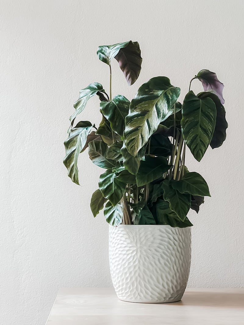Creative Planting Solutions