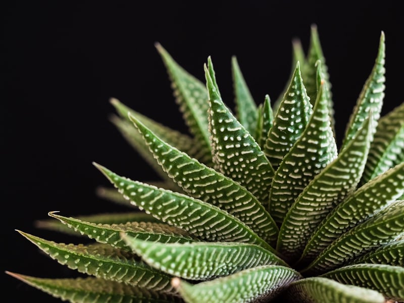 Succulent Wall Art